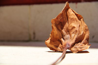 Close-up of dry leaf on table