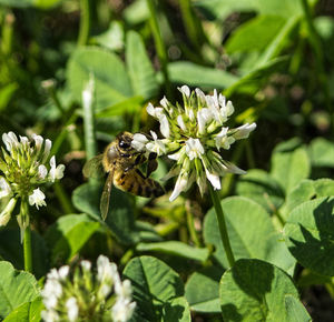 Close-up of bee on flower