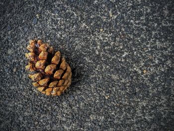 Fallen leaves on tree trunk