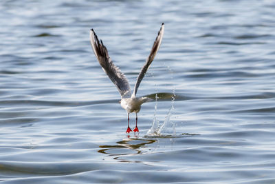 Seagull flying over lake