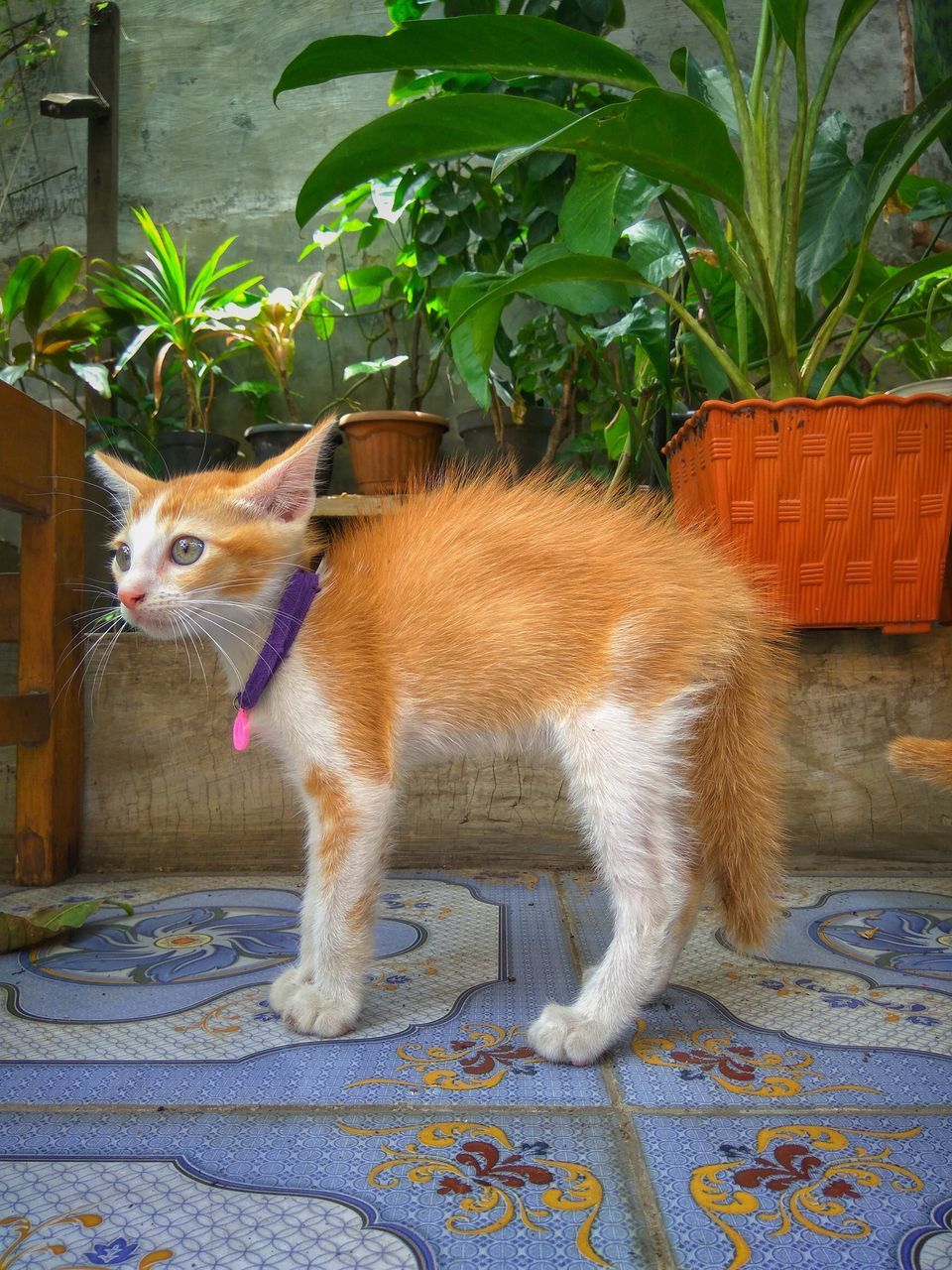 CAT LOOKING AWAY BY POTTED PLANTS