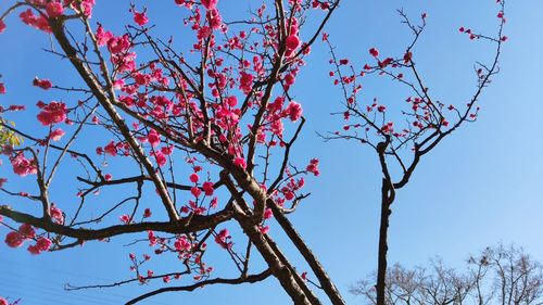 Low angle view of cherry blossoms against blue sky