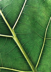 Full frame shot of green plant