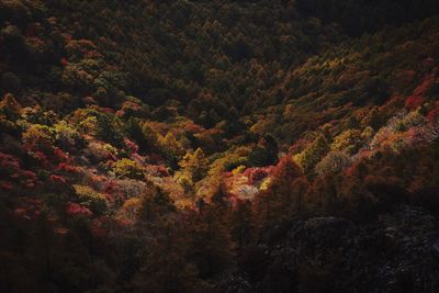 Trees in forest during autumn