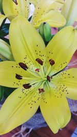 Close-up of day lily