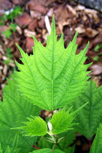 Close-up of green leaves on plant