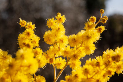 Close-up of yellow flowering plant