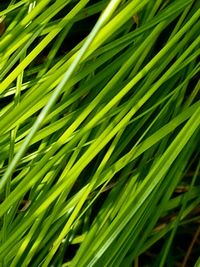 Close-up of fresh green grass