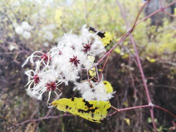 Close-up of flower blooming outdoors