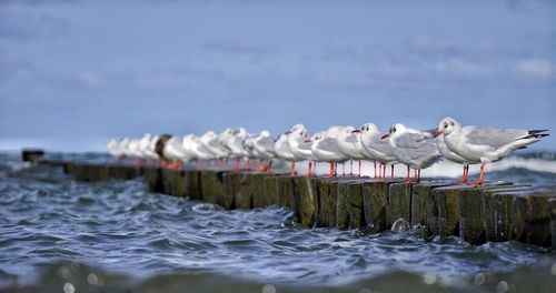 Flock of seagulls on wooden post in sea against sky