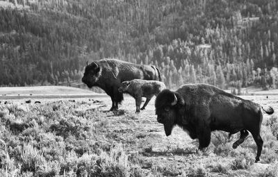 Side view of american bison standing on field against trees