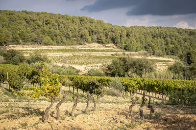 Vineyard landscapes in autumn in the penedes wine region in catalonia