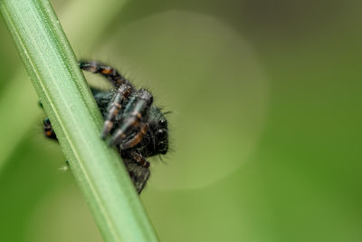 Close up of a jumping spider on a blade of grass.