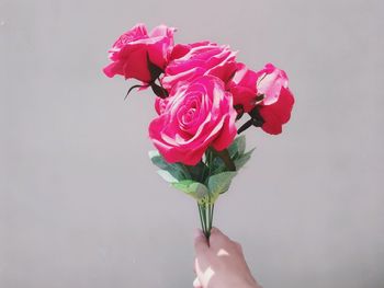 Close-up of hand holding pink rose