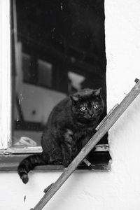 Portrait of a cat sitting on window