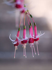 Close-up of pink flower