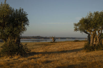 Scenic view of field against sky