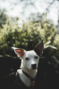 Close-up of a dog looking away