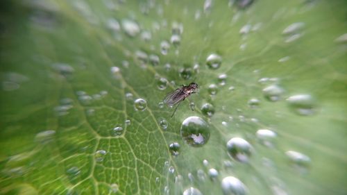 Close-up of spider on web