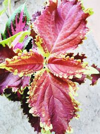 Close-up of autumnal leaves