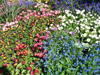 Full frame shot of flowers blooming in field