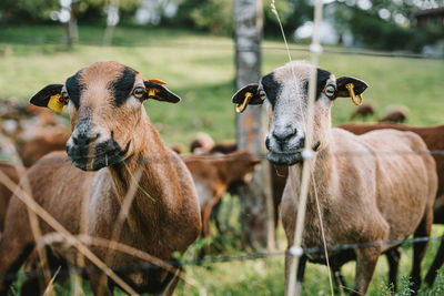 Close-up of goat