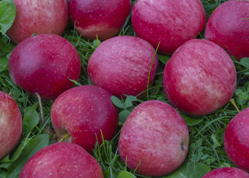 Full frame shot of apples