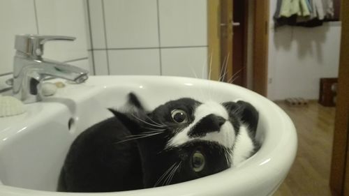 Portrait of cat in bathroom