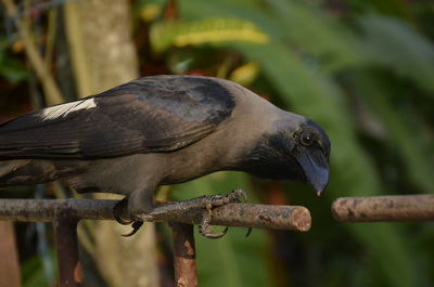 Close-up of bird perching on branch