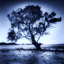 Trees by frozen lake against sky during winter