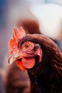 Close-up of a chicken eye 