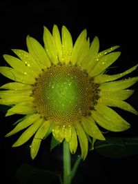 Close-up of flower against black background