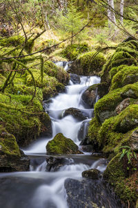 Stream flowing through rocks in forest