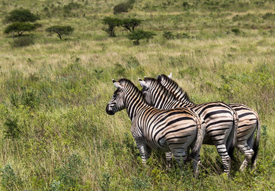 Three zebras in the wild