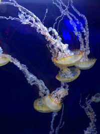 Close-up of jellyfish swimming in sea