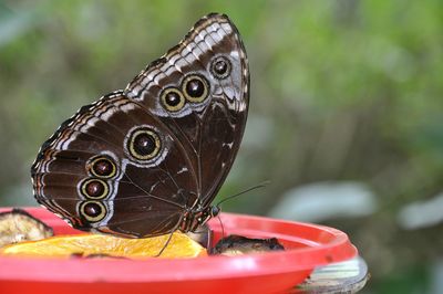 Close-up of butterfly on flower
