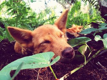 Close-up of dog sleeping by plants on field