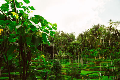 Plants and trees on field against sky