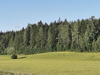 Trees on field against clear sky