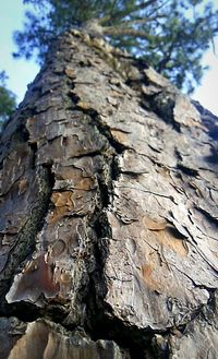 Close-up of tree trunk