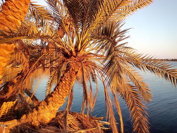 Low angle view of palm tree against clear sky