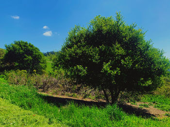 Scenic view of trees growing on field against sky