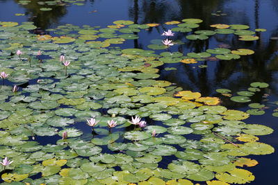 Lotus water lily in pond