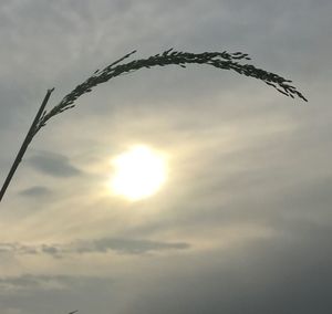 Low angle view of sun against sky during sunset