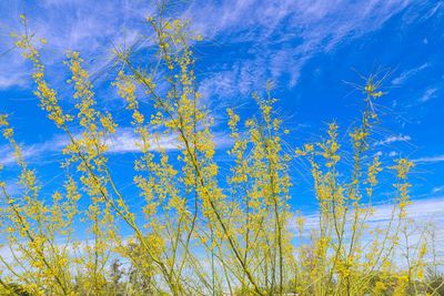 Low angle view of trees against blue sky