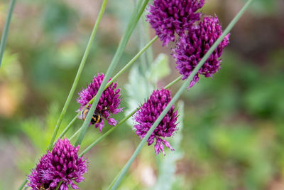 Close-up of purple flowering plants with bumblebee 