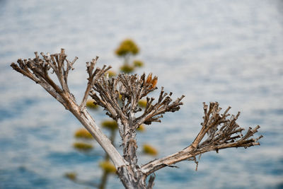 Close-up of dry plant against blurred background