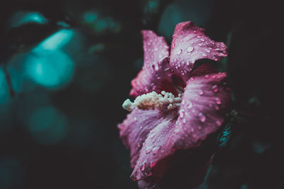 Close-up of wet pink rose flower