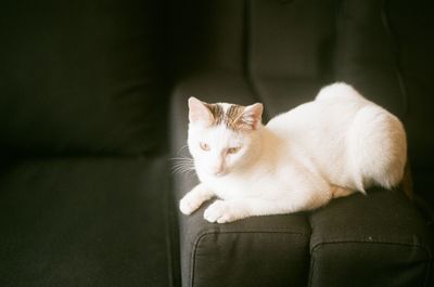 Close-up of cat sitting on sofa