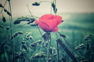 Close up of red flower